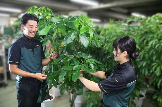 植物管理