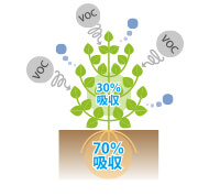 植物が有毒ガスを吸収・吸着する効果
