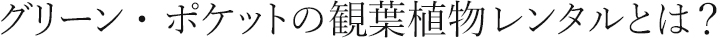 グリーン・ポケットの観葉植物レンタルとは？