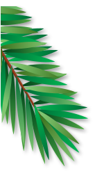 fir