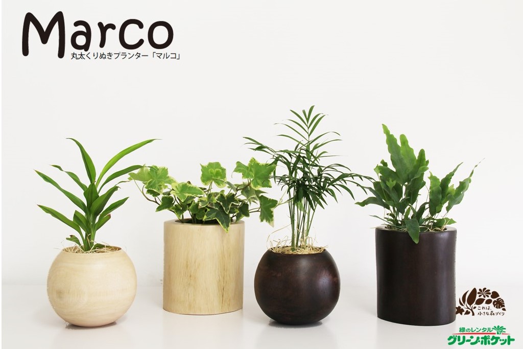 マルコ【GPオリジナル商品】｜利用プラン｜観葉植物レンタル（グリーン