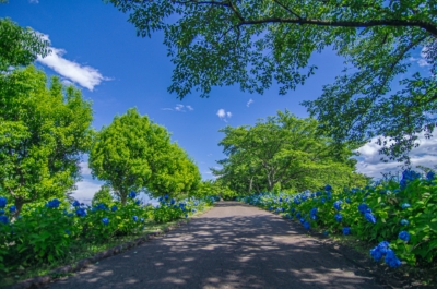 NO,122 グリーングリーン