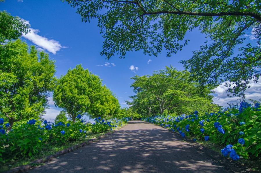 NO,122     グリーングリーン