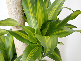 植物にも感情がある　