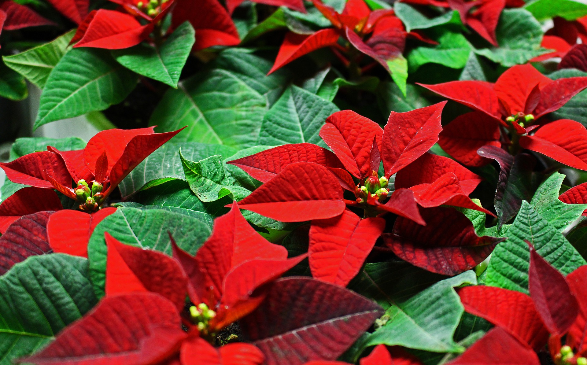 クリスマスにポインセチアを飾る理由 | 観葉植物レンタル(グリーン